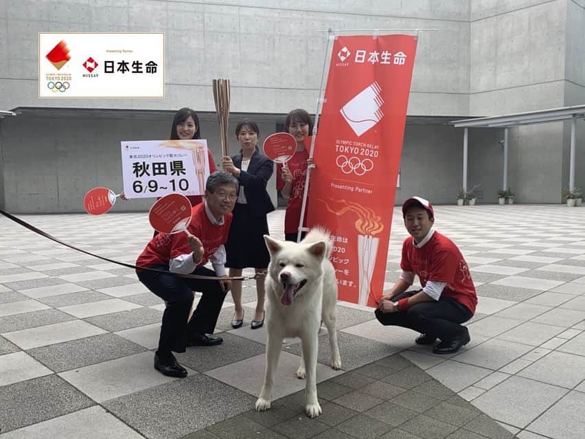 日本生命保険相互会社さんのインスタグラム写真 - (日本生命保険相互会社Instagram)「. <日本をつなごう!日本生命SNS東京2020オリンピック聖火リレー> . #秋田 県の #オリンピック聖火リレー は 2020年6月9日(火)～6月10日(水)開催♪ . こんにちは。今日は秋田支社がオリンピック聖火リレートーチと一緒に #秋田犬 の #まる に会いに行ってきました☆ . 秋田県のオリンピック聖火リレーは2日間。みどころは、なまはげ伝説ゆかりの地の赤神神社五社堂、角館武家屋敷、ボートプラザアクアパルなど。 . 私たちが秋田犬のまるに会ったのは #秋田犬ステーション です。ここは秋田市の中心部 #エリアなかいち の中にある施設のひとつで、1日目のセレブレーション会場である #にぎわい広場 もこの中にあります。 秋田県でオリンピック聖火リレーが開催される頃は眩しいくらいの新緑の季節、そんな自然に負けないくらいの笑顔の花を咲かせ、オリンピック聖火ランナーの皆様を応援します！秋田犬のまるにもオリンピック聖火ランナーとして駆け抜けてほしい♪と思ったのですが、「犬は走れません」と豆柴まめちが残念そうに言ってました☆彡 https://seika.nissay-cp.jp/ . .　 #秋田県 の #聖火リレールート 日程・セレブレーション会場など詳細は東京2020公式サイトをご確認ください。 https://tokyo2020.org/jp/special/torch/olympic/map/detail/36_akita.html _ #TorchRelay #Tokyo2020 #ニッセイ #nissay #playsupport #保険 #さあ支えることを始めよう #olympic_games_tokyo_2020 #readyfortokyo #olympic_spirit #olympic_games #readyfor_tokyo_2020 _ #日本生命 は #東京2020 #オリンピック #聖火リレー の  #プレゼンティングパートナー です https://seika.nissay-cp.jp/」9月18日 10時05分 - nissay_official