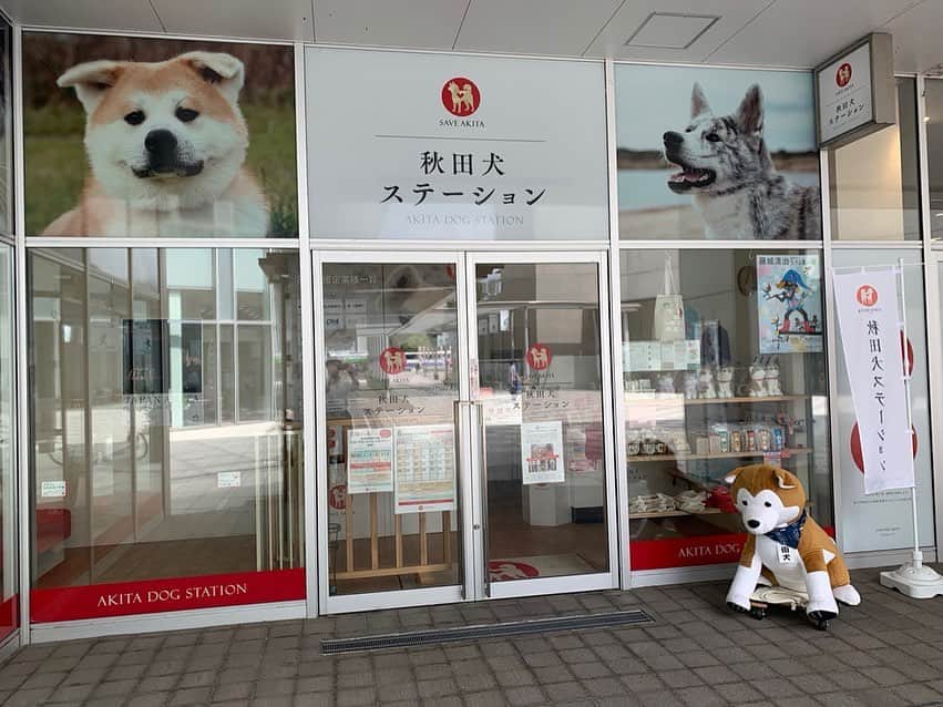 日本生命保険相互会社さんのインスタグラム写真 - (日本生命保険相互会社Instagram)「. <日本をつなごう!日本生命SNS東京2020オリンピック聖火リレー> . #秋田 県の #オリンピック聖火リレー は 2020年6月9日(火)～6月10日(水)開催♪ . こんにちは。今日は秋田支社がオリンピック聖火リレートーチと一緒に #秋田犬 の #まる に会いに行ってきました☆ . 秋田県のオリンピック聖火リレーは2日間。みどころは、なまはげ伝説ゆかりの地の赤神神社五社堂、角館武家屋敷、ボートプラザアクアパルなど。 . 私たちが秋田犬のまるに会ったのは #秋田犬ステーション です。ここは秋田市の中心部 #エリアなかいち の中にある施設のひとつで、1日目のセレブレーション会場である #にぎわい広場 もこの中にあります。 秋田県でオリンピック聖火リレーが開催される頃は眩しいくらいの新緑の季節、そんな自然に負けないくらいの笑顔の花を咲かせ、オリンピック聖火ランナーの皆様を応援します！秋田犬のまるにもオリンピック聖火ランナーとして駆け抜けてほしい♪と思ったのですが、「犬は走れません」と豆柴まめちが残念そうに言ってました☆彡 https://seika.nissay-cp.jp/ . .　 #秋田県 の #聖火リレールート 日程・セレブレーション会場など詳細は東京2020公式サイトをご確認ください。 https://tokyo2020.org/jp/special/torch/olympic/map/detail/36_akita.html _ #TorchRelay #Tokyo2020 #ニッセイ #nissay #playsupport #保険 #さあ支えることを始めよう #olympic_games_tokyo_2020 #readyfortokyo #olympic_spirit #olympic_games #readyfor_tokyo_2020 _ #日本生命 は #東京2020 #オリンピック #聖火リレー の  #プレゼンティングパートナー です https://seika.nissay-cp.jp/」9月18日 10時05分 - nissay_official
