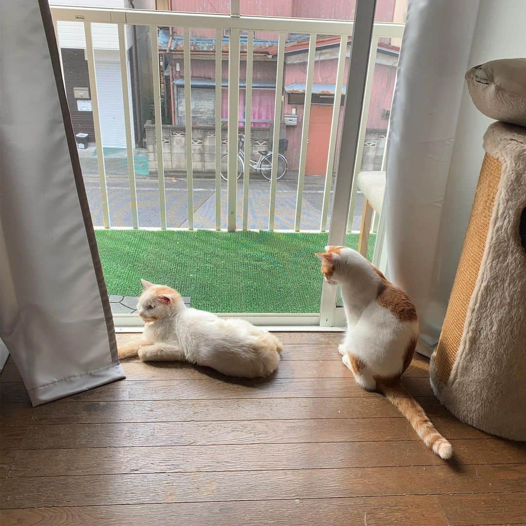 Kachimo Yoshimatsuさんのインスタグラム写真 - (Kachimo YoshimatsuInstagram)「おはよう茶白組 Good Morning White & Light Brown Team #uchinonekora #okaki #oinari #neko #cat #catstagram #kachimo #猫 #ねこ #うちの猫ら http://kachimo.exblog.jp」9月18日 10時47分 - kachimo