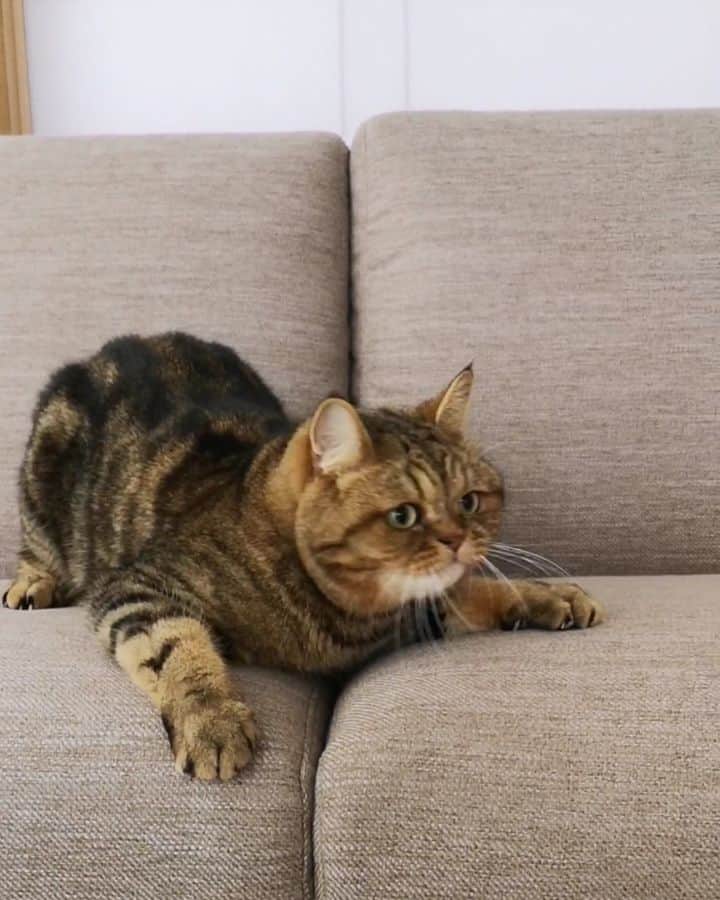 のインスタグラム：「☆ Playing time💨💨 . 新しい部屋でも朝練してるにゃんよ🐅💨💨 . #動く寅次郎 #今日はちょっと涼しい . .」