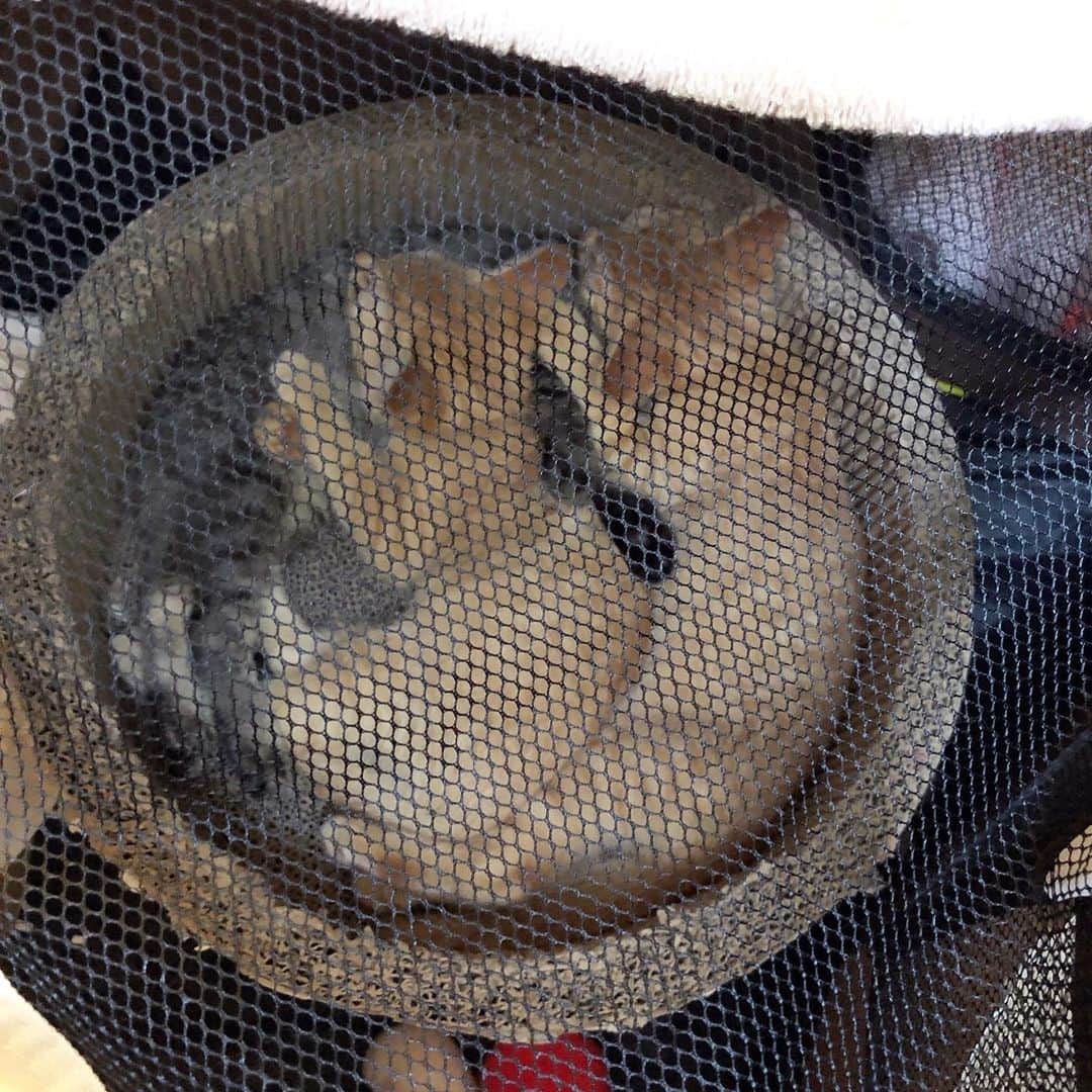 marimon0703__さんのインスタグラム写真 - (marimon0703__Instagram)「１枚目の温度差😂  ２枚目はサークルに移動したらみんなで仲良く寝てます。 そろそろご飯かな。 4〜5時間おきにご飯をあげてますが、キジトラがまだちゃんとご飯を食べてくれません。  ３枚目…見分けがつかなくなってます😅 #保護猫かいそうふう」9月18日 12時12分 - marimon0703__