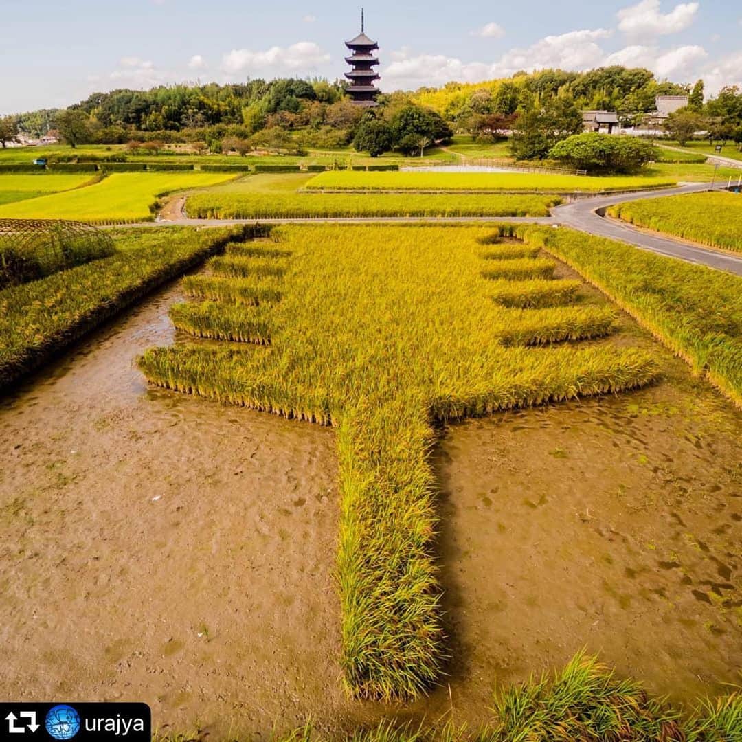 のインスタグラム：「#repost @urajya ・・・ 明日はいよいよ 赤米フェスタ2019ですね 行けるかなぁ😅  2年前の備中国分寺前です 映えてたなぁ😳 今年はアートして無いみたいですね😣  #赤米フェスタ #映えの国  #岡山へ行こう  #総社市 #吉備路インスタ部  #備中国分寺 #五重塔 #相川七瀬  #さだまさし  #杉真理 #稲アート #リフレクション #birod #過去pic」