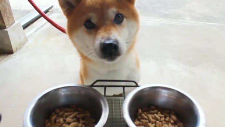 柴犬たま Shibainu Tamaのインスタグラム