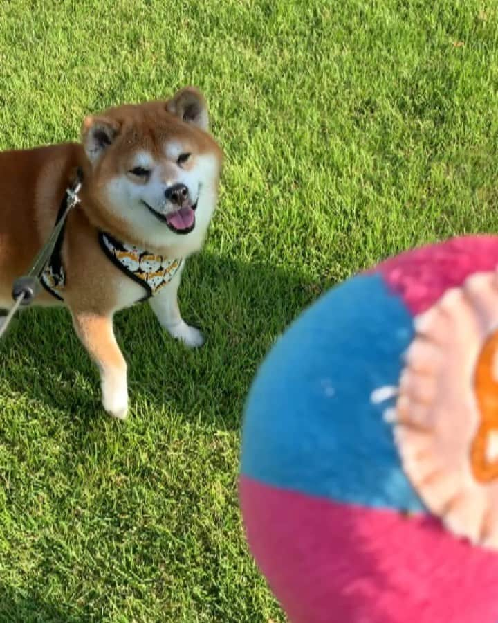 shibainu berryのインスタグラム