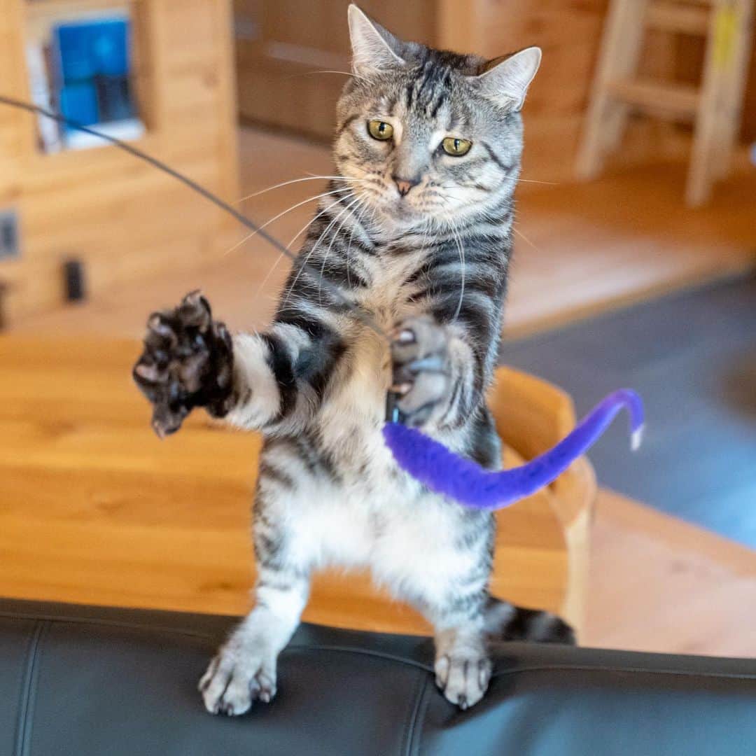 マアルのインスタグラム：「虎次郎さん #🐈 #猫好きさんと繋がりたい #北海道 #旭川市 #マンチカン #ペットシッター」