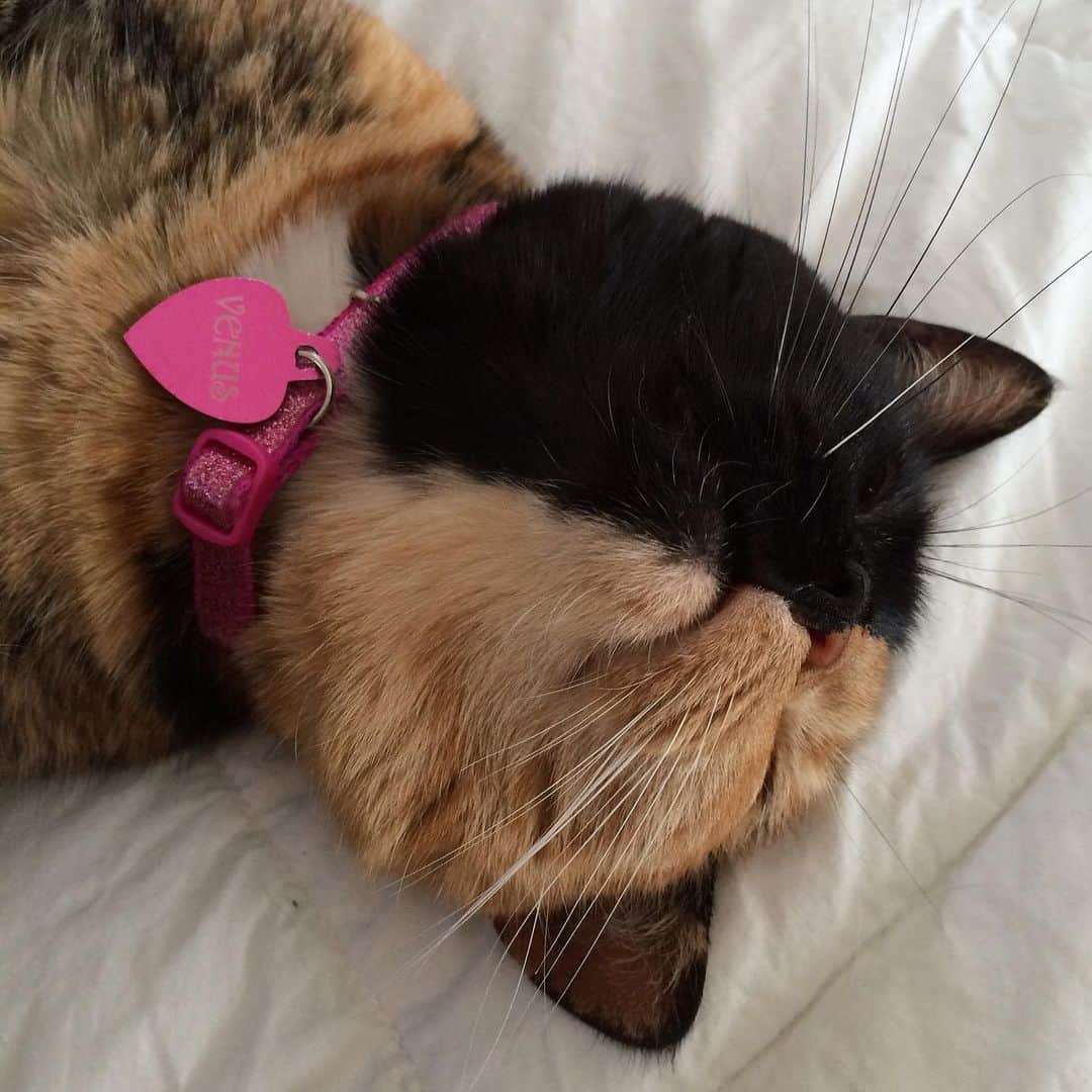 Venus Cat さんのインスタグラム写真 - (Venus Cat Instagram)「Are you a back sleeper, side sleeper, or stomach sleeper? 💤  #goodnight」9月18日 13時07分 - venustwofacecat
