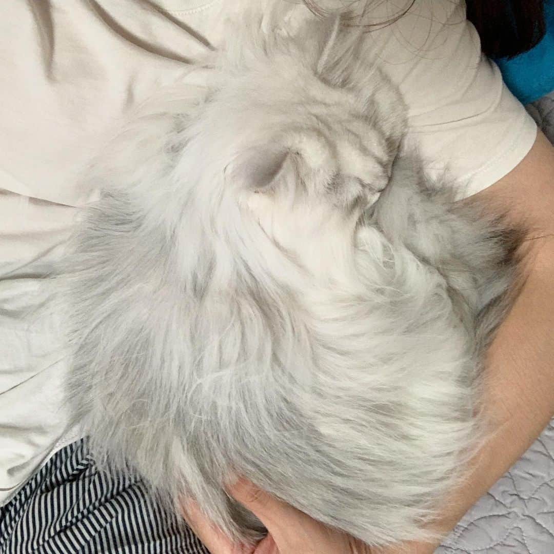 후추네큰언니のインスタグラム：「이제 날이 좀 쌀쌀해져서 그릉가 후추가 자꾸 품으로 오네여 🥰」