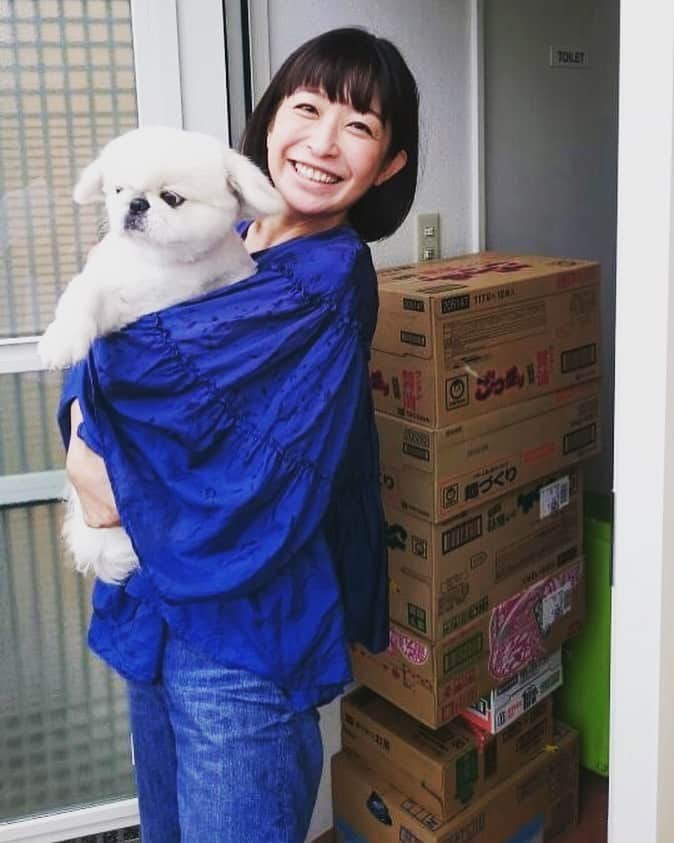 小野真弓さんのインスタグラム写真 - (小野真弓Instagram)「表情豊かな、ペキニーズのらんちゃん🐶💓この人誰なのさー😒って声が聞こえてきそう😂アテレコしたくなる😂😂可愛い✨ #富津市#台風15号の爪痕 #お年寄りは強い#ペキニーズ#らんちゃん#千葉県#いぬばか部 #いぬすたぐらむ  @nami73iman  富津市で調剤薬局を営まれているご夫婦のところへ、差し入れしに行って参りました。ライフラインの復旧がまだの方も来院されるようなので、お水やカップ麺などを置かせて頂いております。  ここから少し入って行くと、未だ電柱や木が倒れたままだったり、物資の届かないエリアもあるそうです。 川で洗濯をされている方もいらっしゃるそう。  でもお年寄りは強いですね、みんな自分で頑張って壊れた屋根などを治そうとしたり、明るく大丈夫！と言う、と、おっしゃってたのが印象的でした。作業中に骨折して来院された方もいたそうです。  帰り道、自衛隊の災害支援のトラックや、電力復旧の工事車などを少なくとも10台は見かけました。東北電力や九州電力の文字も見かけます。少しづつ確実に復旧作業は進んでいます。  少しでも早いライフラインの復旧を、 祈る事しか出来ませんが、、 関わっていらっしゃる方々、お怪我のないように、引き続き、お気をつけて頑張って頂きたいです。」9月18日 13時24分 - hanaharuaroi