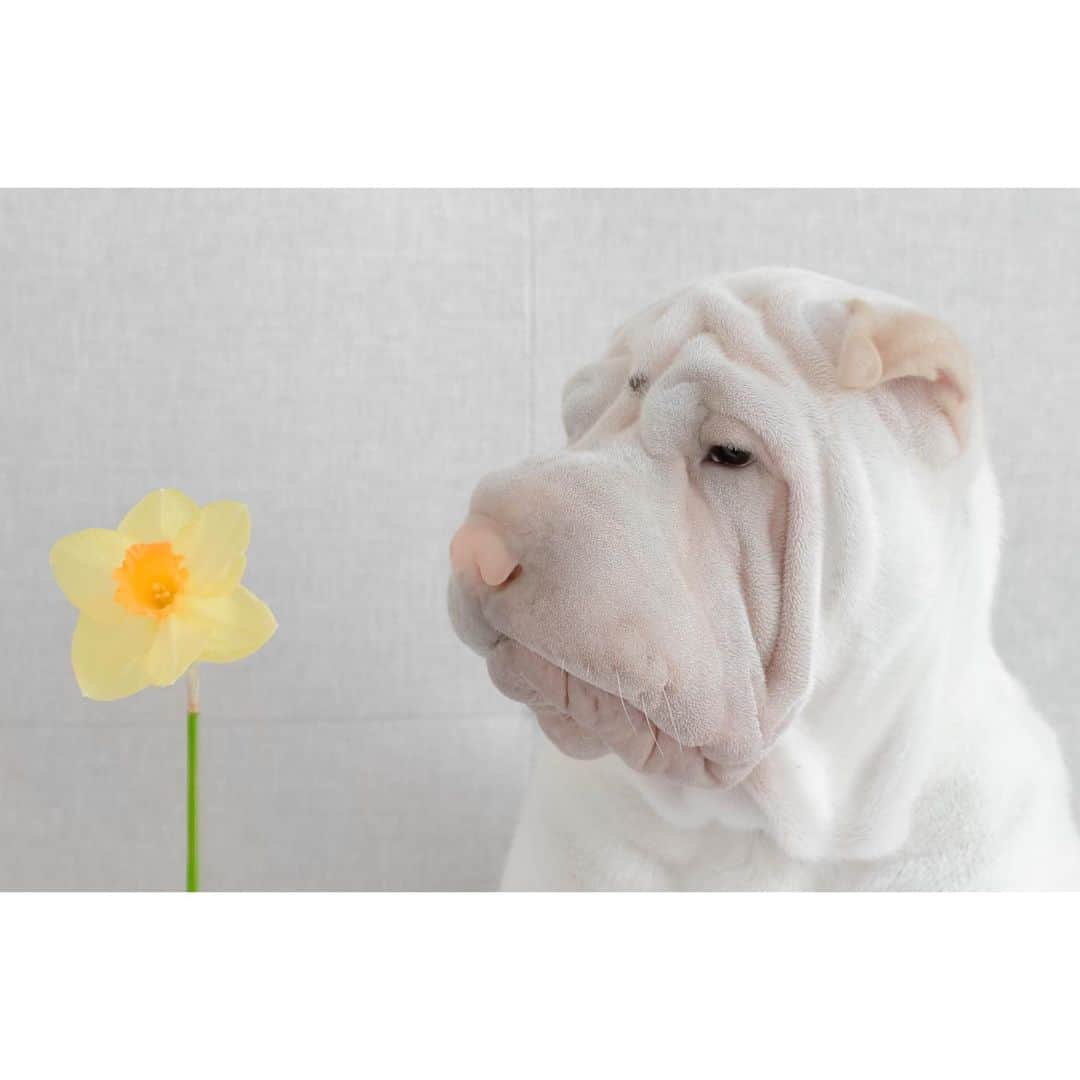 annie&pADdinGtoNさんのインスタグラム写真 - (annie&pADdinGtoNInstagram)「Hello allergies #spring #australia #daffodil #flowers #sneeze #lambington #sharpei #sharpeisofinstagram #sharpeipuppy #love #dog #dogs #dogsofinstagram #puppy #puppiesofinstagram #weeklyfluff #dog_features #instagood #iloveyoutothemoonandback」9月18日 13時39分 - anniepaddington