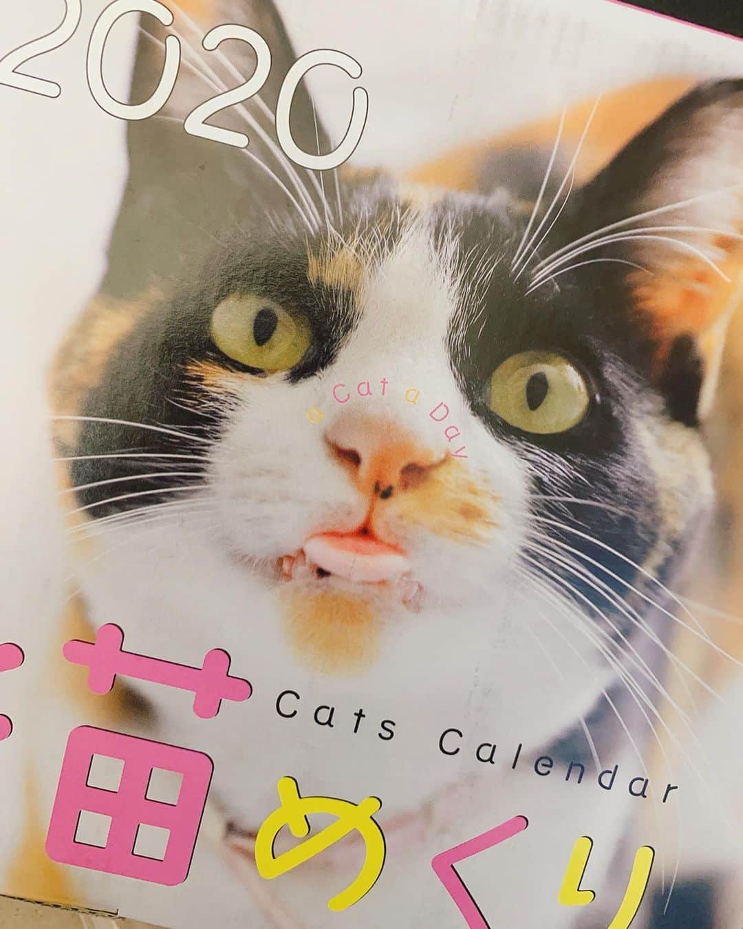 本間愛花さんのインスタグラム写真 - (本間愛花Instagram)「ペンションアトカのもっちゃん💕 8月頭にAmazonで先行予約していた 猫めくりカレンダー！ 実は9月の初めに届いていました😄 とっても可愛いので皆さんにもお知らせを❣️ . そう、表紙に抜擢されたのがなんと、 私が大好きなペンション、千葉館山にある ATCA（アトカ）@pension_atca の もっちゃん（モツ）なんです😻 あぁ本当に可愛いぃぃ。 . 先日の台風の影響で停電もあり 休館されていて心配しておりましたが… やっと電気も復旧し、 9/21（土）から営業を再開されるそうです。 アトカの皆さんも猫さんも全員無事だったみたいで 本当に何よりでした。 . 私もまた、泊まりに行きます😸✨ . #atca #アトカ #千葉館山 #ペンション #猫めくりカレンダー #モツ」9月18日 13時42分 - aikahonma