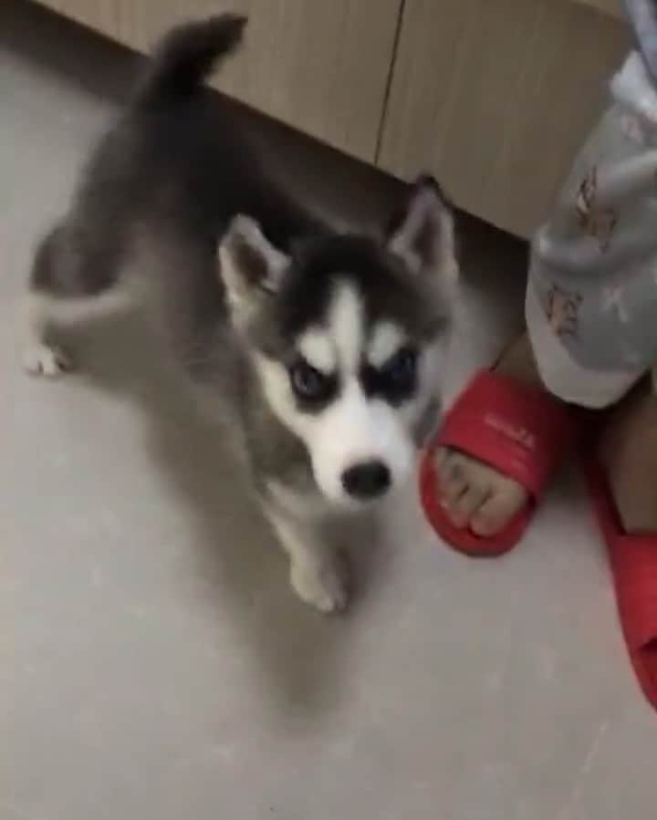 husky and malamuteのインスタグラム：「Time flies，growing up into an adult.🤪🤪 follow @alaskandaily （Twitter：alaskandaily）for more cute pic and video.😜 ……………………………………………………………… Each video was approved by the original author. But  don't have a Instagram account. We are first one post those video. So watermark credit @alaskandaily ……………………………………………………………… #alaskan#malamute#alaskanmalamute#alaskanhusky#malamutesofinstagram#puppylife#puppylove#puppydog#puppylover#dogdays#malamutepuppy#huskies#huskeypuppy#huskeiesreq#siberian#huskeiesofig#dogslife#dogsofnyc#cutedog#cutedogs#huskeypics#huskeylovers#huskygram#huskeylove#huskiesofinstagram#dogsofnyc#husky#狗」