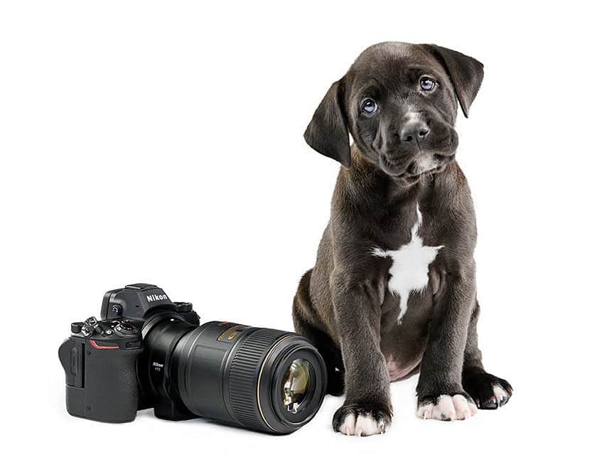 NikonUSAさんのインスタグラム写真 - (NikonUSAInstagram)「What’s better than #puppies? Photographing them alongside Nikon gear! #NikonAmbassador @TamaraLackey photographed 40 adorable puppies for you to bring home this #WallpaperWednesday. Put a smile on your face every day by downloading these heart-melting wallpapers for your desktop and smart devices by tapping the link in our bio. #puppy #dogphotography #dogphoto #dogsofinstagram #dogstagram #puppiesofig #puppylove」9月19日 1時55分 - nikonusa