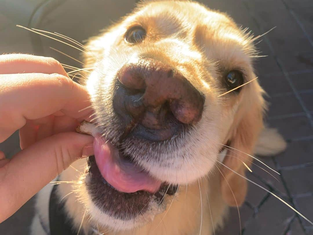 モヒートさんのインスタグラム写真 - (モヒートInstagram)「I had SO MUCH FUN yesterday hanging out with new friends around Cleveland! I got so many pets. @thisiscle #thisiscle @thirstydogeastbank @dtcledogpark ------------------------------- #goldensofig #goldenretriever  #goldenretrieversofinstagram #betterwithpets #dogsofig  #dogsofinstagram #fluffypack #gloriousgoldens #welovegoldens #ilovemydog #goldenlife #bestwoof #ProPlanDog #ilovegolden_retrievers #mydogiscutest #retrieversgram #dogsofcle」9月19日 2時40分 - mojito_rose_family