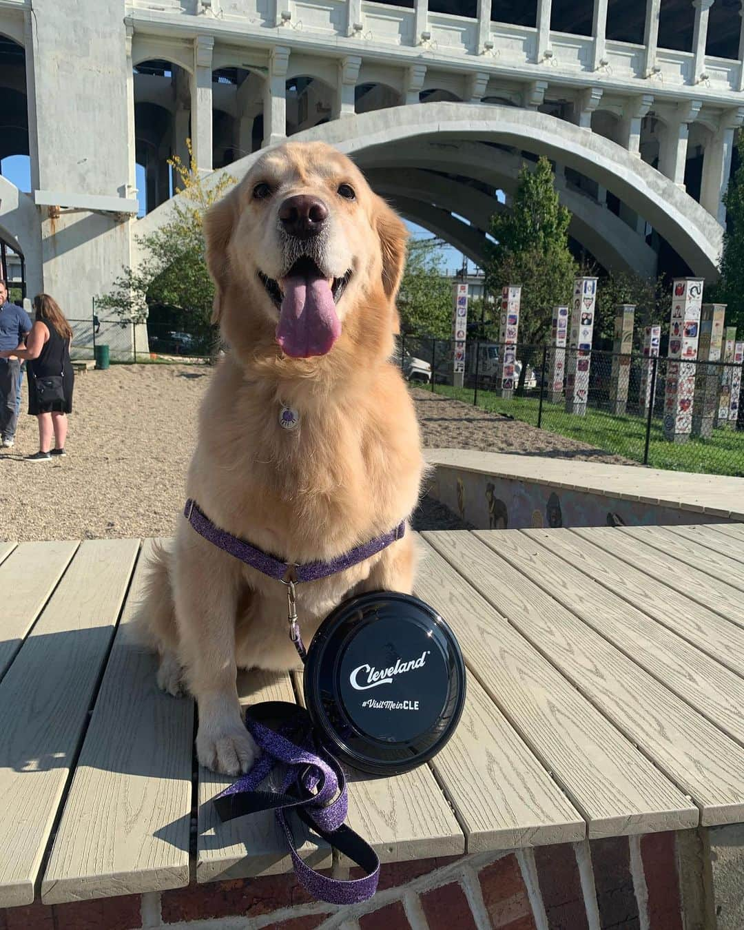 モヒートさんのインスタグラム写真 - (モヒートInstagram)「Im basically a professional model, what do you think? 😂 @thisiscle #thisiscle ------------------------------- #goldensofig #goldenretriever  #goldenretrieversofinstagram #betterwithpets #dogsofig  #dogsofinstagram #fluffypack #gloriousgoldens #welovegoldens #ilovemydog #goldenlife #bestwoof #ProPlanDog #ilovegolden_retrievers #mydogiscutest #retrieversgram #dogsofcle」9月19日 2時46分 - mojito_rose_family