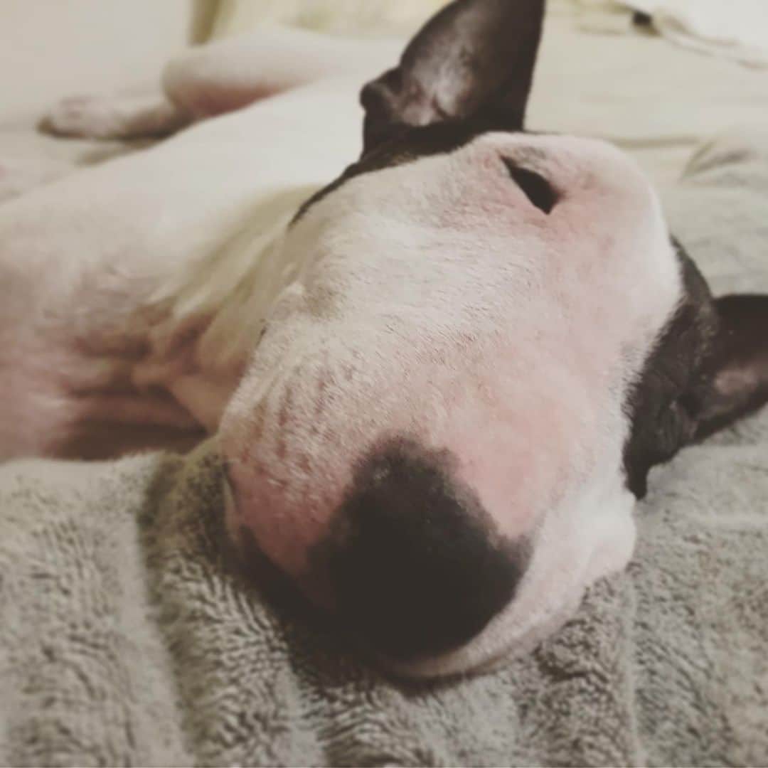 のインスタグラム：「#minituru#bull#terrier#minibullterrier#miniturubullterrier#dog#dogstagram#cute#qtaro#love#family#ミニチュア#ブルテリア#ミニチュアブルテリア#Q太郎」