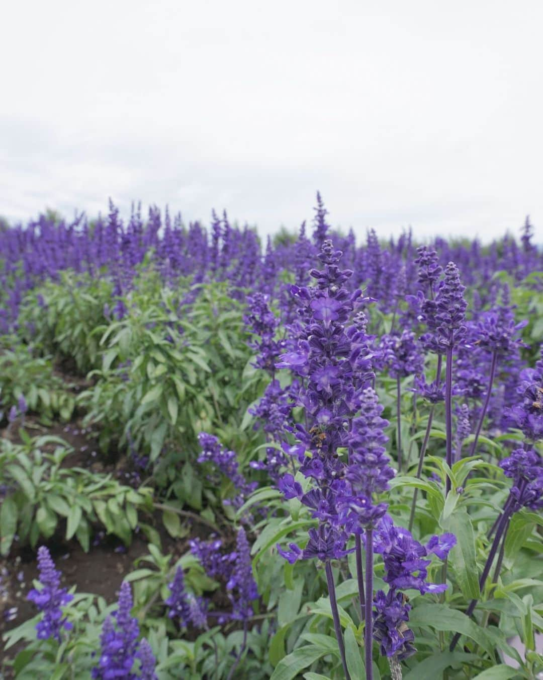 名取稚菜さんのインスタグラム写真 - (名取稚菜Instagram)「. . lavender❁⃘*.ﾟ . . .  #farmtomita #hokkaido  #ファーム富田 #北海道 #富良野」9月18日 18時24分 - wakana_1995