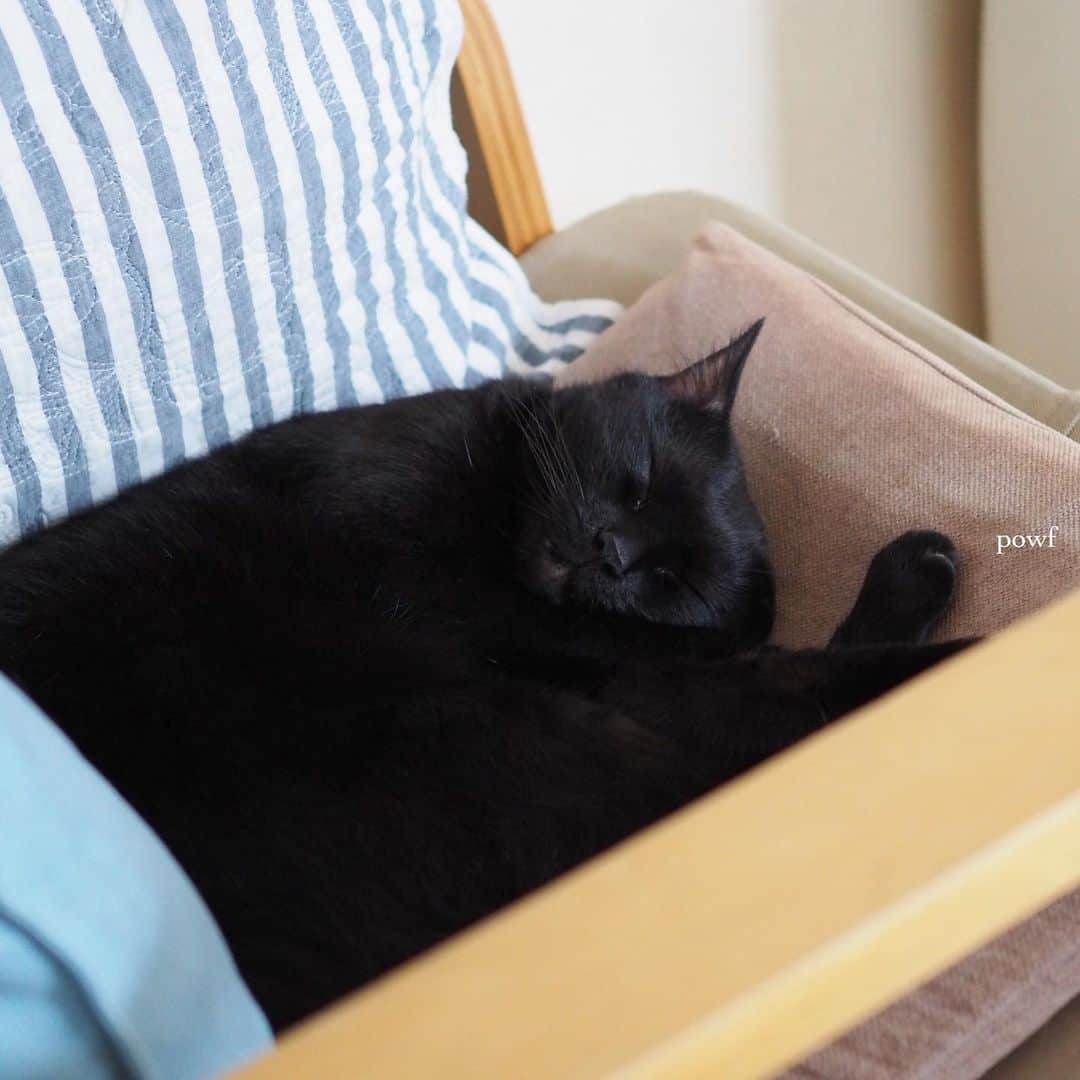 anemone_69のインスタグラム：「. #ハカセとキョウジュ #blackcat #黒猫 #cat #猫 #保護猫 . . .」