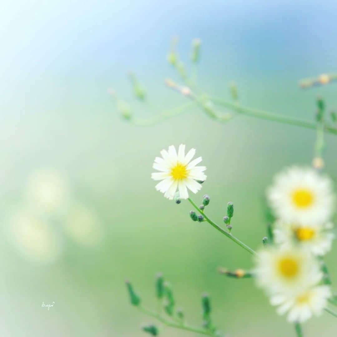 花の写真館のインスタグラム：「Photo by @drop_inkpot.⠀ https://instagram.com/drop_inkpot/⠀ .⠀ Original Post[投稿頂いたURL]⠀ https://www.instagram.com/p/BZaJ_VAjeam/⠀ .⠀ 本アカウントは、 #私の花の写真 をつけてInstagramに投稿された皆さまの花の写真や、「花の写真館」Facebookページで投稿された花の写真を紹介します。⠀ 「花の写真館」Facebookページは、「 @floral.photograph 」のプロフィールにあるURLからご覧ください。⠀ .⠀ #花の写真館 #floralphotograph #floralphoto #flower #flowers #富士フイルム #FUJIFILM⠀ Follow: @floral.photograph」