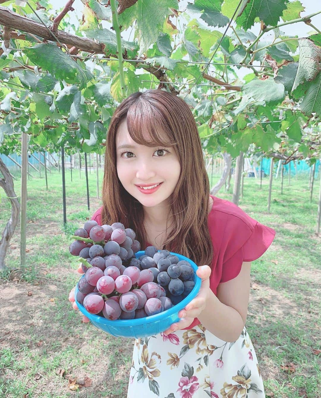 沢井里奈さんのインスタグラム写真 - (沢井里奈Instagram)「♡ . たくさん採れた🍇✨ . 一気に食べれないので 大半は冷凍して保存してます☺️💓💓 凍らしても美味しい🥺❤️ . #grape #ootd #coordinate #fashion #instafashion #instagood #instagramjapan #japanesegirl #girls #팔로우 #코디 #오오티디 #ぶどう狩り #ぶどう #ぶどう園 #大府 #私服 #さわーおでかけ #沢井里奈」9月18日 19時30分 - sawairina