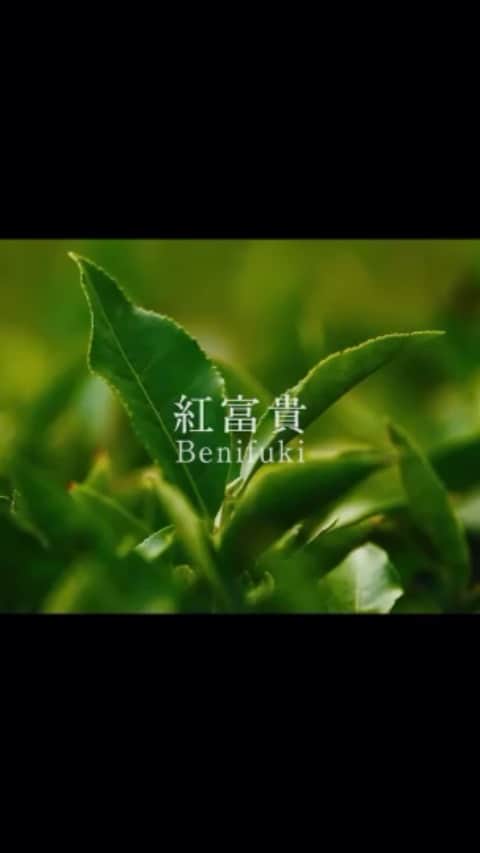 のインスタグラム：「世界遺産「屋久島」で育った茶葉「紅富貴」のエキスをはじめ、 究極のスキンケアを追求するために選びぬかれた AQ ミリオリティ配合美容剤。  9月16日新発売🌱 AQ ミリオリティ 全6品10,000～120,000円（税抜）  #コスメデコルテ #decorte  #MyDecorteMoment  #AQミリオリティ #AQmeliority #美肌 #透明感 #スキンケア #エイジングケア #antiaging #skincare #beauty #jbeauty」