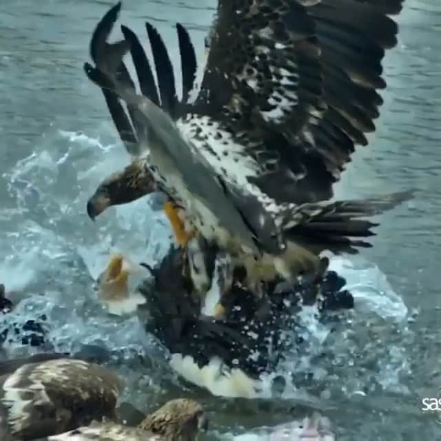 WildLifeのインスタグラム：「Eagle on Eagle attack Video by © @sassephoto」