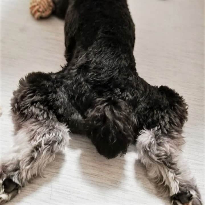 のインスタグラム：「＼🐶わんちゃん豆知識クイズ🐶／⠀ ふりふりわたしたちに色んな気持ちを伝えてくれる、愛らしいしっぽ。今週はその「しっぽ」から出題です🐾⠀ .⠀ .⠀ ■問題⠀ 犬のしっぽに骨はある？👀⠀ .⠀ .⠀ そっとわんちゃんのしっぽを触ってみましたか…？⠀ .⠀ わかった方はコメント欄で教えてくださいね～！🖊✨⠀ .⠀ .⠀ #miniatureschnauzer #schnauzer #instadog #dog #dogstagram #doglover #huskylover #pet #instapet #dogquestion #ミニチュアシュナウザー #シュナウザー #犬 #いぬ #わんこ #犬のいる生活 #いぬすたぐらむ #わんすたぐらむ #犬バカ部 #いぬばか #いぬら部 #いぬ部 #しゅなら部 #いぬのいる生活 ⠀⠀ #ドッグホスティング #ドッグホスト #doghuggy #ドッグハギー」