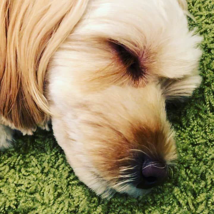 北山陽一のインスタグラム：「おやすみなさい。#きたやまおもち」
