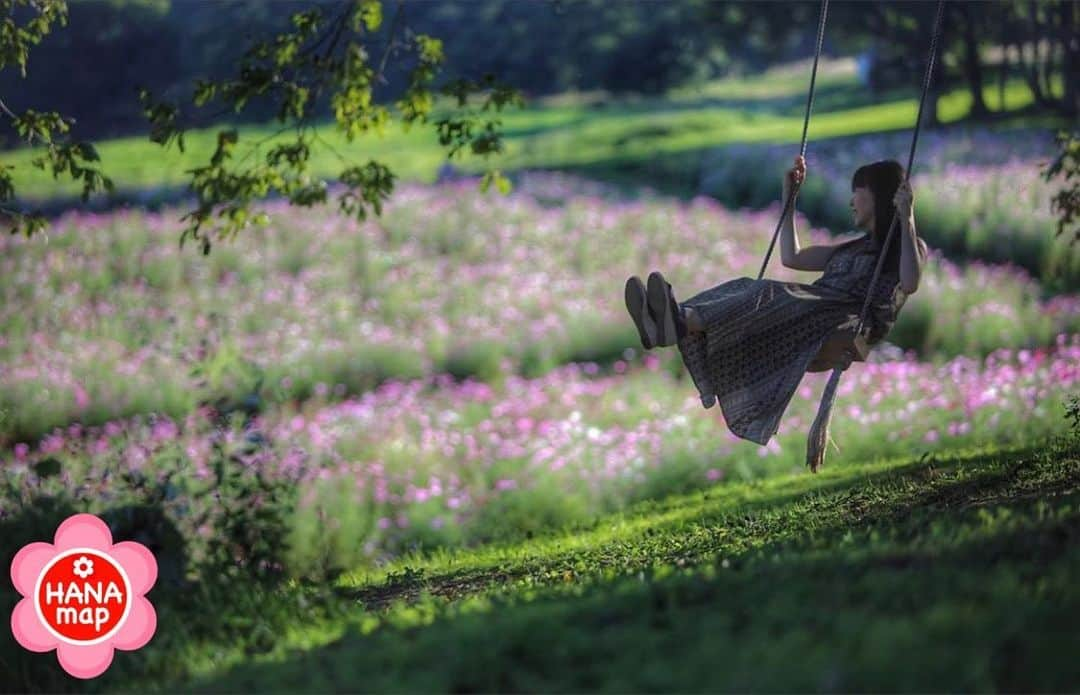 はなまっぷ❁日本の花風景さんのインスタグラム写真 - (はなまっぷ❁日本の花風景Instagram)「🌸はなまっぷ🌸 * @miraiiarim888 さんの  花のある風景に花まるを💮 * ブランコに揺れながら眺める素敵なコスモス畑をありがとうございます😊🌸 * 長野  #黒姫高原 Kurohime-kogen, Nagano Pref. * 🌼コスモスの花言葉📝🌼 乙女の真心、調和 * 見頃を過ぎている場所もご紹介しています。お出かけの際はHP等で最新の情報をご確認くださいね🙏🌸 * 🌸•••🌸•••🌸•••🌸•••🌸•••🌸 * いつも素敵なお花をありがとうございます😊 日本の花のある風景にタグ付けしてください🌸 お花があれば何でもOKです💓 * #はなまっぷ * #日本の美しい花風景#花のある風景#花#コスモス#秋桜」9月18日 20時53分 - hanamap