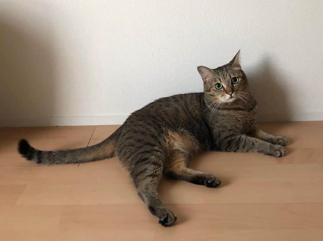 のインスタグラム：「昼下がり。 . . . #ちゃんた947日目 #猫 #ねこ #cat #cats #love #chat #ilovecat #instacat #catlover #cute #catoftheday #tigre #mignon #cats_of_instagram  #catsofinstagram #catstagram #browntabby #愛猫 #保護猫 #被災猫 #キジ猫 #キジトラ」