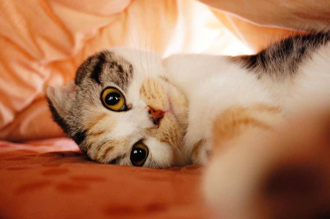 takegaeruのインスタグラム：「大好きだよ🙂  #cat #scottishfold #猫 #スコティッシュフォールド #三毛スコ友の会」