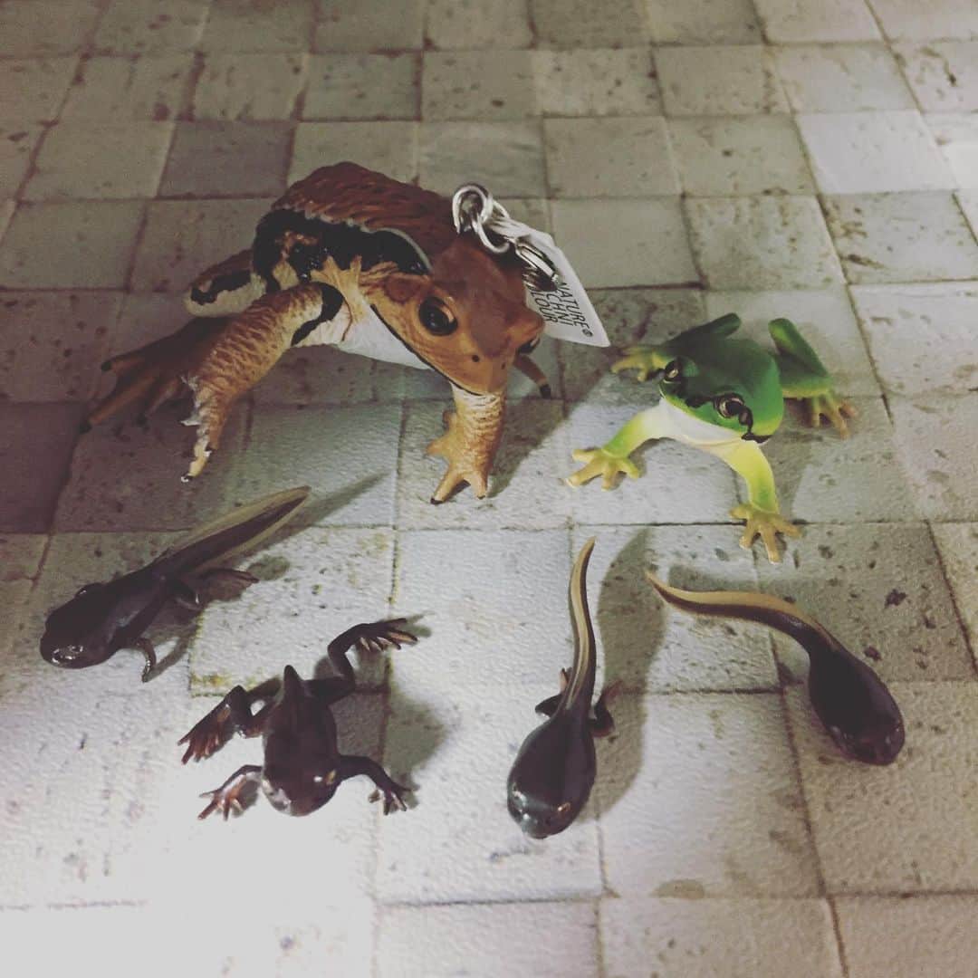 赤荻百華のインスタグラム：「ケロケロケロ 🐸‼︎ #ガチャポン  #爬虫類  #爬虫類女子  #reptiles  たまごのキーホルダー 当てたかったけど 当たらなかった😭」