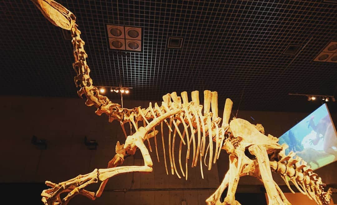 千葉泉のインスタグラム：「上野の恐竜博2019へ。 ディノケイルス、むかわ竜… 迫力満点の展示会でした！！ 爪だけでサイズが大きすぎて、こんなん沢山いたら人間勝てるわけない… って素人感想しか出てきませんでしたけど楽しかったです！笑  #恐竜  #恐竜博物館  #国立科学博物館  #上野」