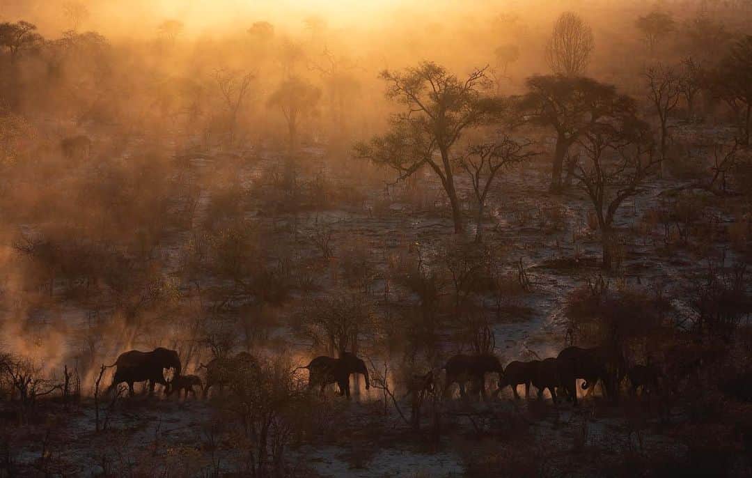 thephotosocietyさんのインスタグラム写真 - (thephotosocietyInstagram)「Photograph by David Chancellor @chancellordavid - a herd of elephants moves through forests of Mopane and Apple leaf at sunset as Botswana releases elephant hunting quotas. Hunting was closed in the country in 2014 and has now reopened as the population struggles to cohabit with increasing numbers of elephants, northern Botswana - @natgeo #elephants #botswana #conservation」9月18日 22時08分 - thephotosociety