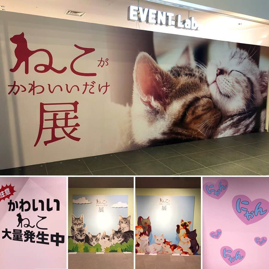 marikill66さんのインスタグラム写真 - (marikill66Instagram)「✼ #猫がかわいいだけ展 に行ってきました🎶 #怒ってるんだから ! のコーナーに 2枚目の新茶の写真を展示してもらいました😼✨ 他にもシャーしてる猫さんの写真あったけど 新茶のシャーがいちばん可愛かったわぁ😚💕 * 新茶の缶バッジも帰ってきました😆🙌 くうねる母さんがTwitterで見つけてくれて 譲ってもらえました✨ @akuubichan ありがとう❤️❤️❤️ * * #はとむね祭 #ずっと一緒にいようにゃん #pecoマガジン表紙デビュー #シマホで決め顔 #おしっこチェックプロジェクト #22日はおしっこチェックpeco * #catsofinstagram #instacat_meows #IGersJP #rakutenpet #nyancon01 #関西ねこ部 #ふわもこ部 #ペコねこ部 #ペローナねこ部 #ペトこと猫部 #無敵の親バカ同盟 #猫びよりプラス #ねこのきもち #今日のうちの子 #サンデイ #朝ワンコ夕ニャンコ #ねこにすと #ペトラフ * #fukushincha #marikill66_0918 #fukukohakushinchacongrats #fukukohakushinchaitems」9月18日 22時36分 - marikill66