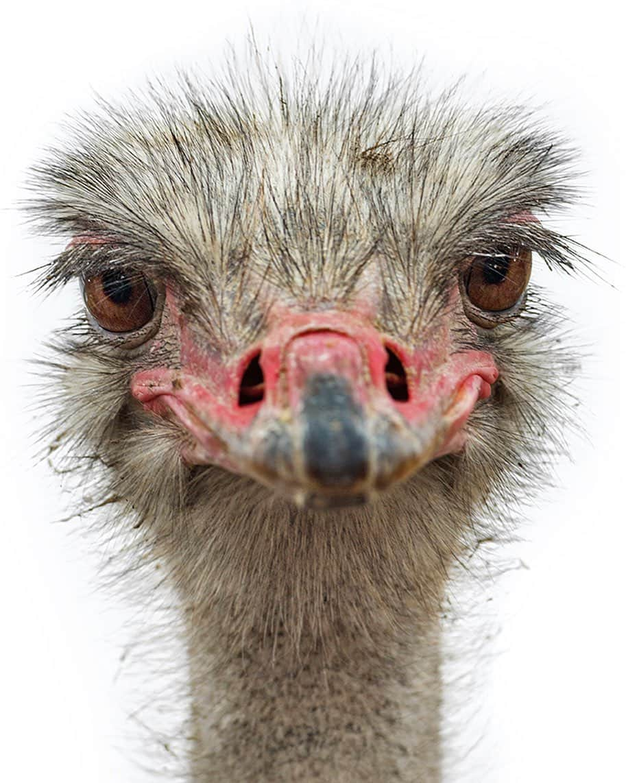 National Geographic Creativeさんのインスタグラム写真 - (National Geographic CreativeInstagram)「Photo by @robertclarkphoto | A portrait of an ostrich photographed at Roaming Acres Farm in Lafayette, New Jersey. #Portrait #Ostrich」9月18日 23時19分 - natgeointhefield