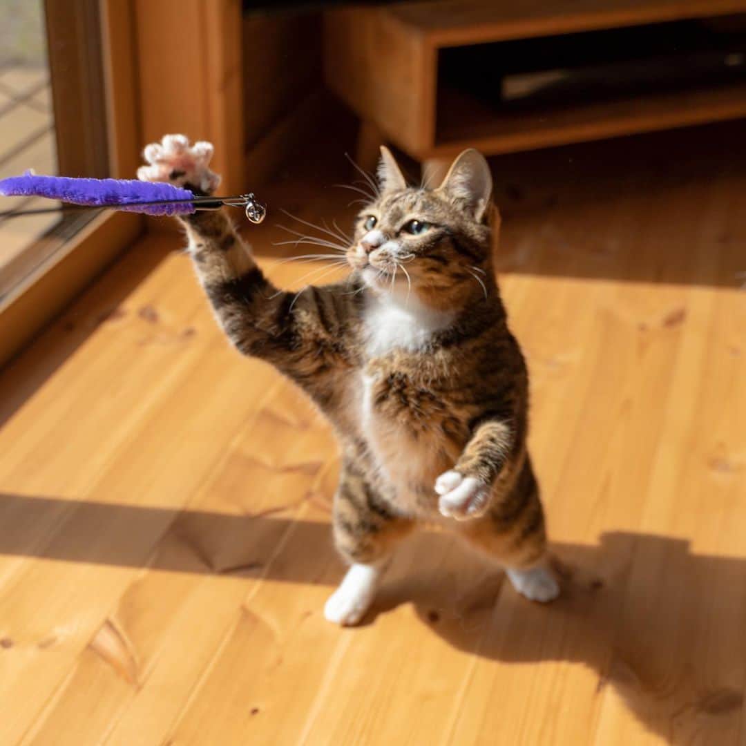 マアルのインスタグラム：「大吉さん #🐈 #猫好きさんと繋がりたい #北海道 #旭川市 #ペットシッター」
