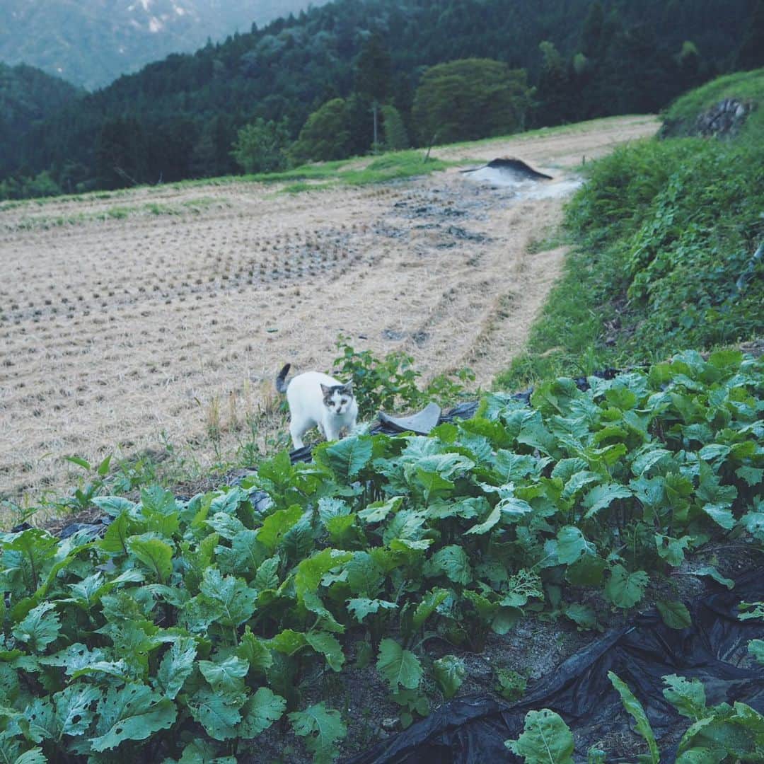 田中菜月のインスタグラム