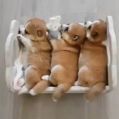 The Critter Havenのインスタグラム：「Mood for today Video by @akita_khabarovsk  #TheCritterHaven」