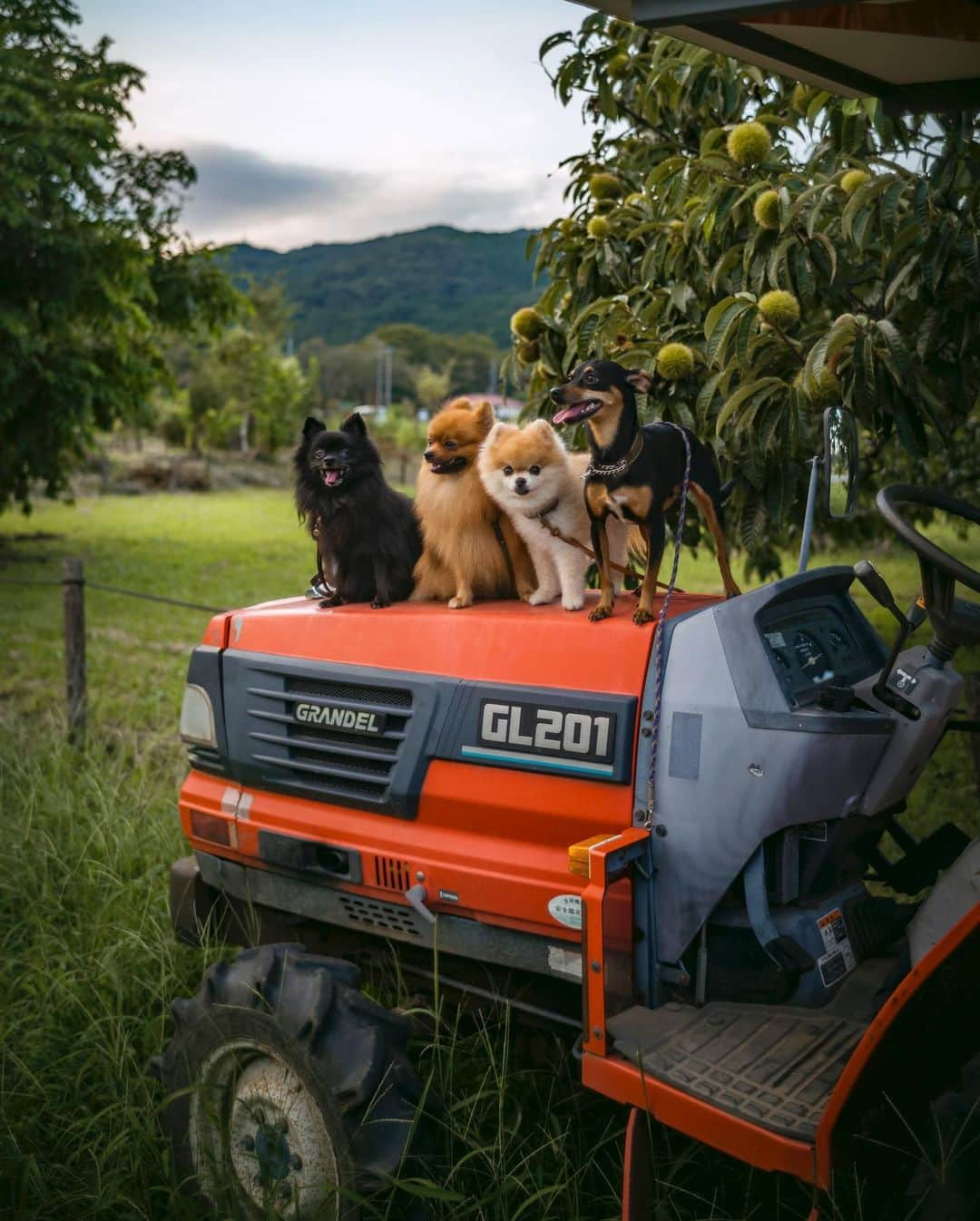 ポテチンさんのインスタグラム写真 - (ポテチンInstagram)「rural scene in autumn  のんびり田園散歩ですぢょ〜 秋が忍び寄ってきましたぢょね。」9月18日 23時24分 - pom.potechin