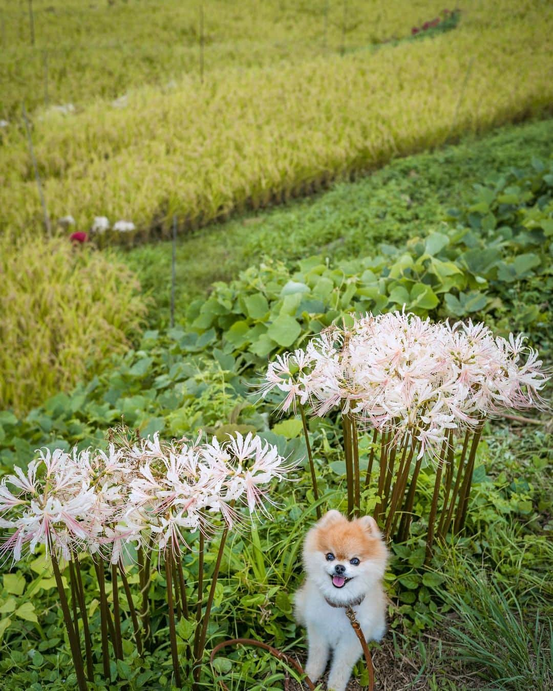 ポテチンさんのインスタグラム写真 - (ポテチンInstagram)「rural scene in autumn  のんびり田園散歩ですぢょ〜 秋が忍び寄ってきましたぢょね。」9月18日 23時24分 - pom.potechin