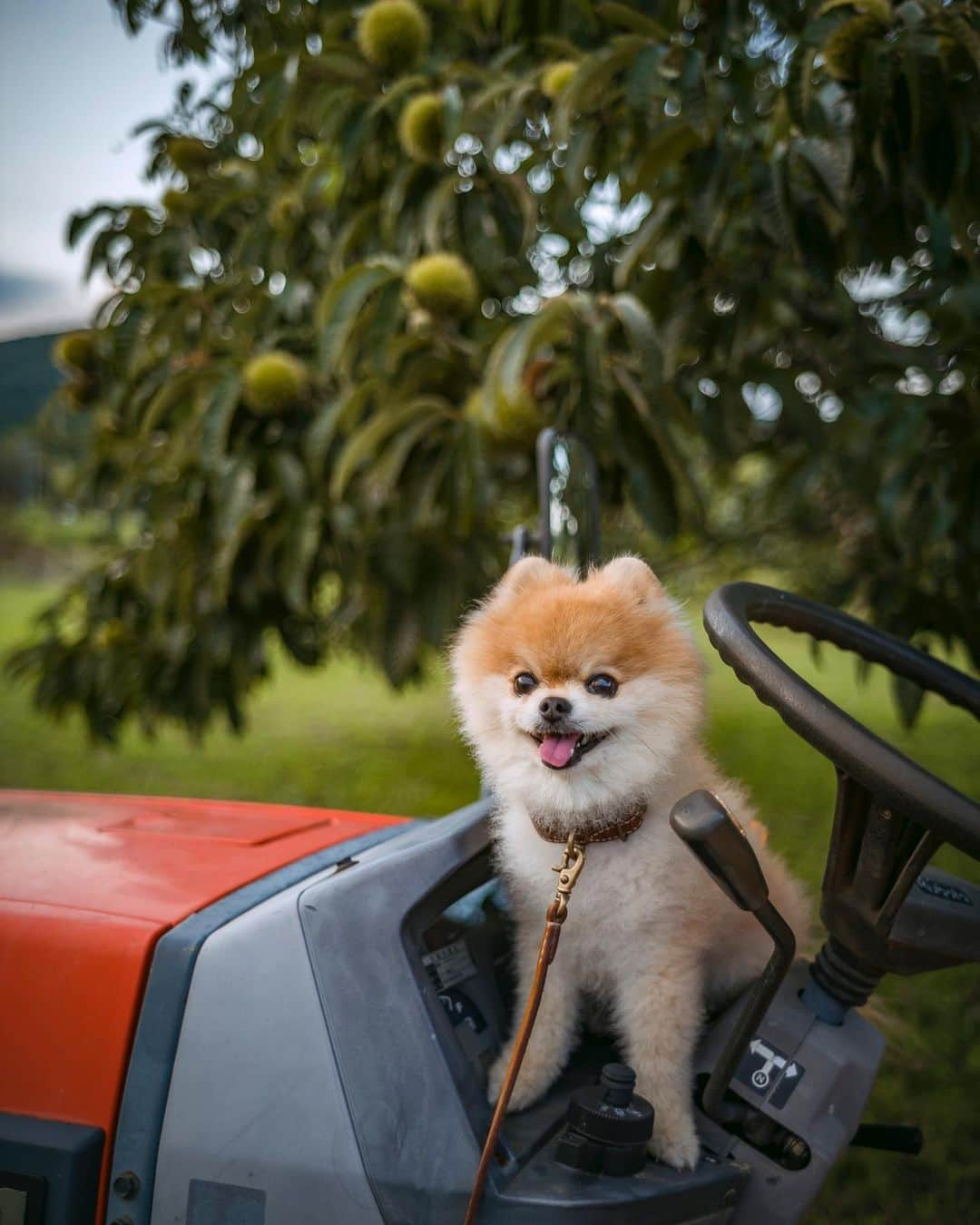 ポテチンさんのインスタグラム写真 - (ポテチンInstagram)「rural scene in autumn  のんびり田園散歩ですぢょ〜 秋が忍び寄ってきましたぢょね。」9月18日 23時24分 - pom.potechin