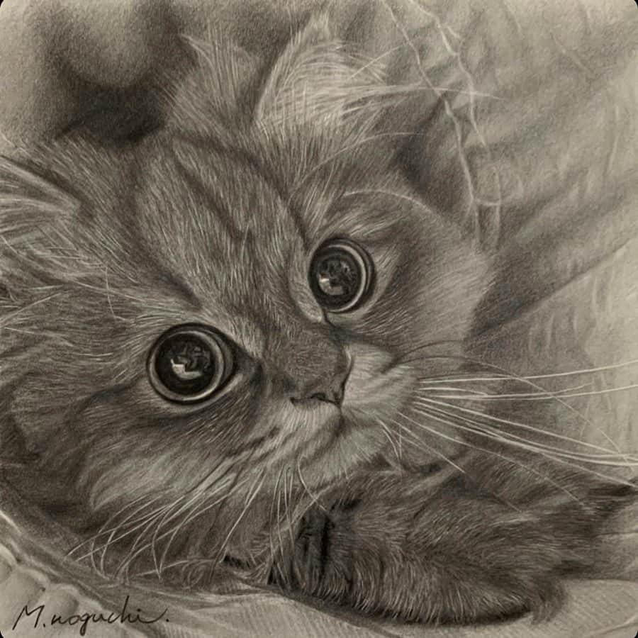 にこのインスタグラム：「Awesome📝🐈✨ Thanks @masashi7599  #cat #cats #art #drawing  #amazingdrawings #fluffy #thoseeyes #bigeyes #猫 #ねこ #リアル #立体的 #鉛筆画 #鉛筆画イラスト」