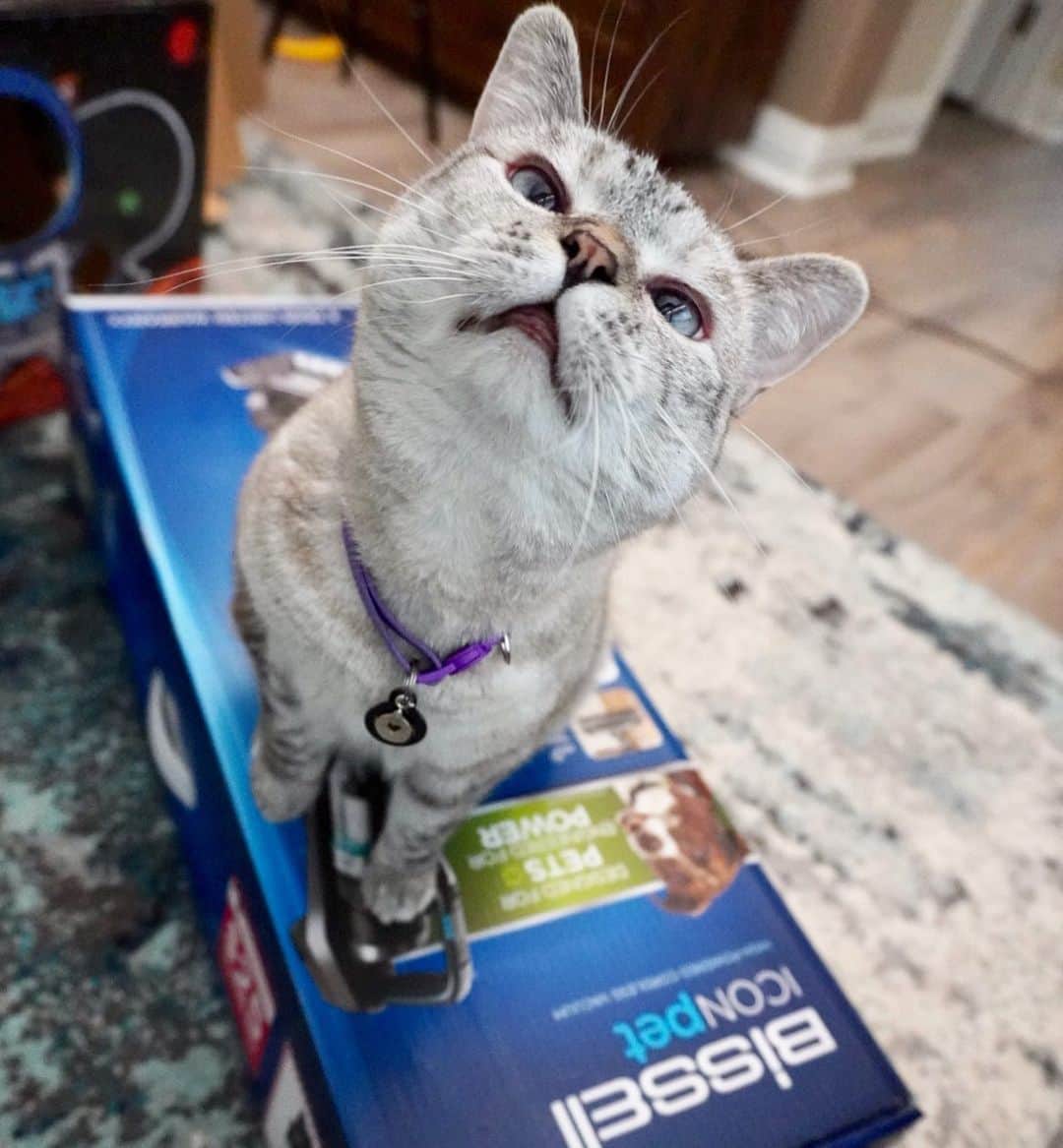 nala_catさんのインスタグラム写真 - (nala_catInstagram)「Finally, a vacuum that does what it promises! @Bissellclean ICONpet High-Powered Cordless Vacuum is officially mom’s favorite! The versatility allows her to clean with a stick vacuum while easily turning into a handheld. Swivel steering allows for easy maneuvering around furniture and reaches all the difficult spaces. The dirt canister is removable for easy, yuck-free emptying. With every purchase, @bissellpets covers the adoption fee of a shelter pet waiting for a forever home ❤️😺 #ad」9月19日 0時02分 - nala_cat
