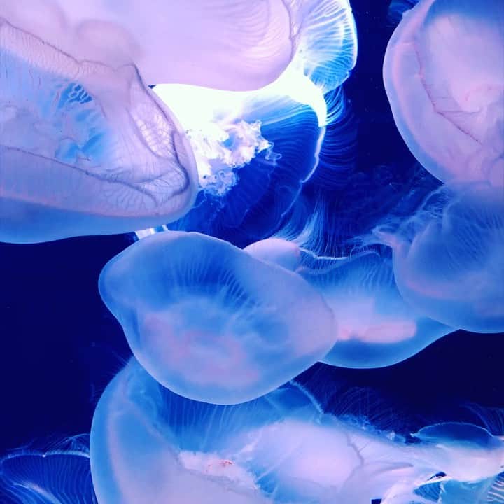 のインスタグラム：「きれいね。  #サンシャイン水族館 #水族館 #くらげ #クラゲ #海月 #海 #sea #アクアリウム #ふわりうむ #aquarium」