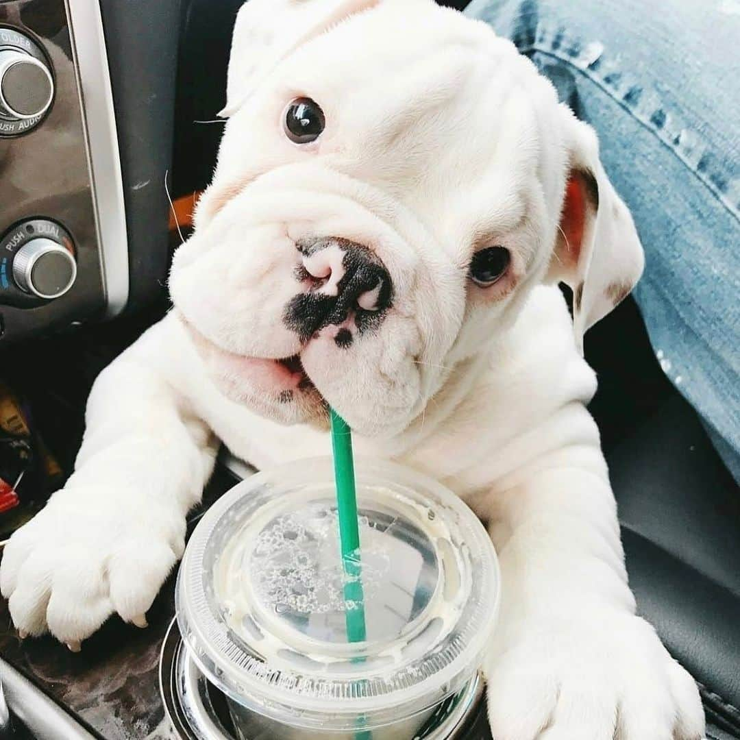 Bodhi & Butters & Bubbahのインスタグラム：「Caffeine and puppy fix ☕️🐶💕 . . . . . #bulldog #coffee #work #wednesday #smile #goodmorning #sunshine @ferrisbuelldog」