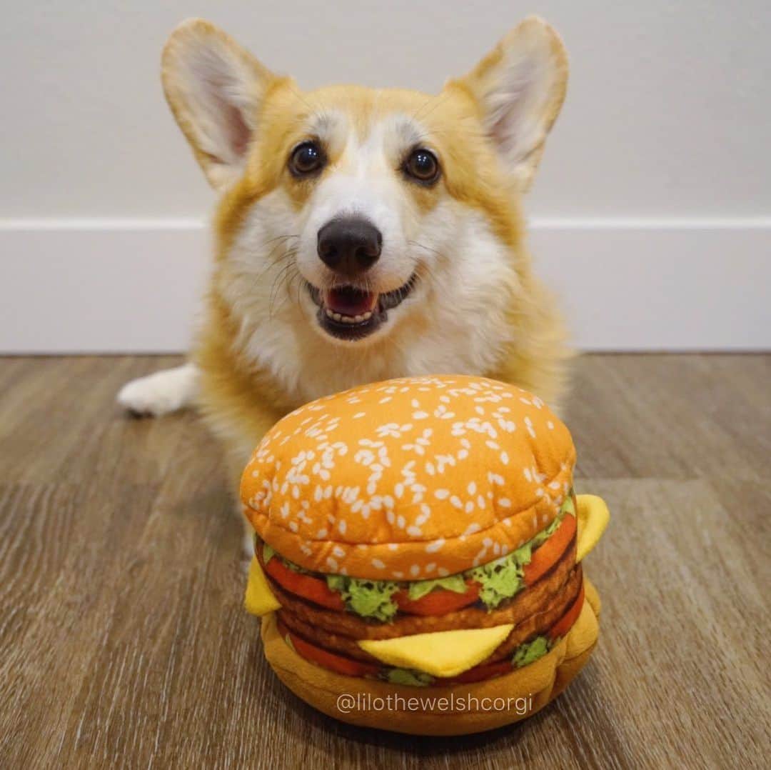 Liloさんのインスタグラム写真 - (LiloInstagram)「Can I haz cheeseburger too woof? Happy #NationalCheeseburgerDay everypawdy woof! Who wants one woof?🍔」9月19日 0時10分 - lilothewelshcorgi