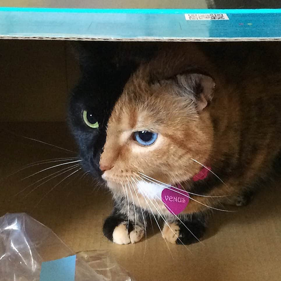 Venus Cat さんのインスタグラム写真 - (Venus Cat Instagram)「I think best “outside the box”, while inside the box! 📦 😹 #plotting #catsinboxes」9月19日 0時16分 - venustwofacecat