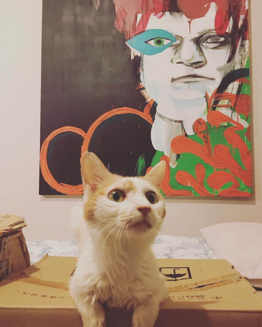 猫沢エミさんのインスタグラム写真 - (猫沢エミInstagram)「イオちゃんの夜。  元気になってきて、イオ部屋でひとり寂しそうにしているので、ダンボール山積みの仕事部屋へ連れてってみたら、大人しく鎮座してました。  ほんのちょっとだけ😂  すこしずつ。すこしずつね。  #猫沢イオ」9月19日 0時16分 - necozawaemi