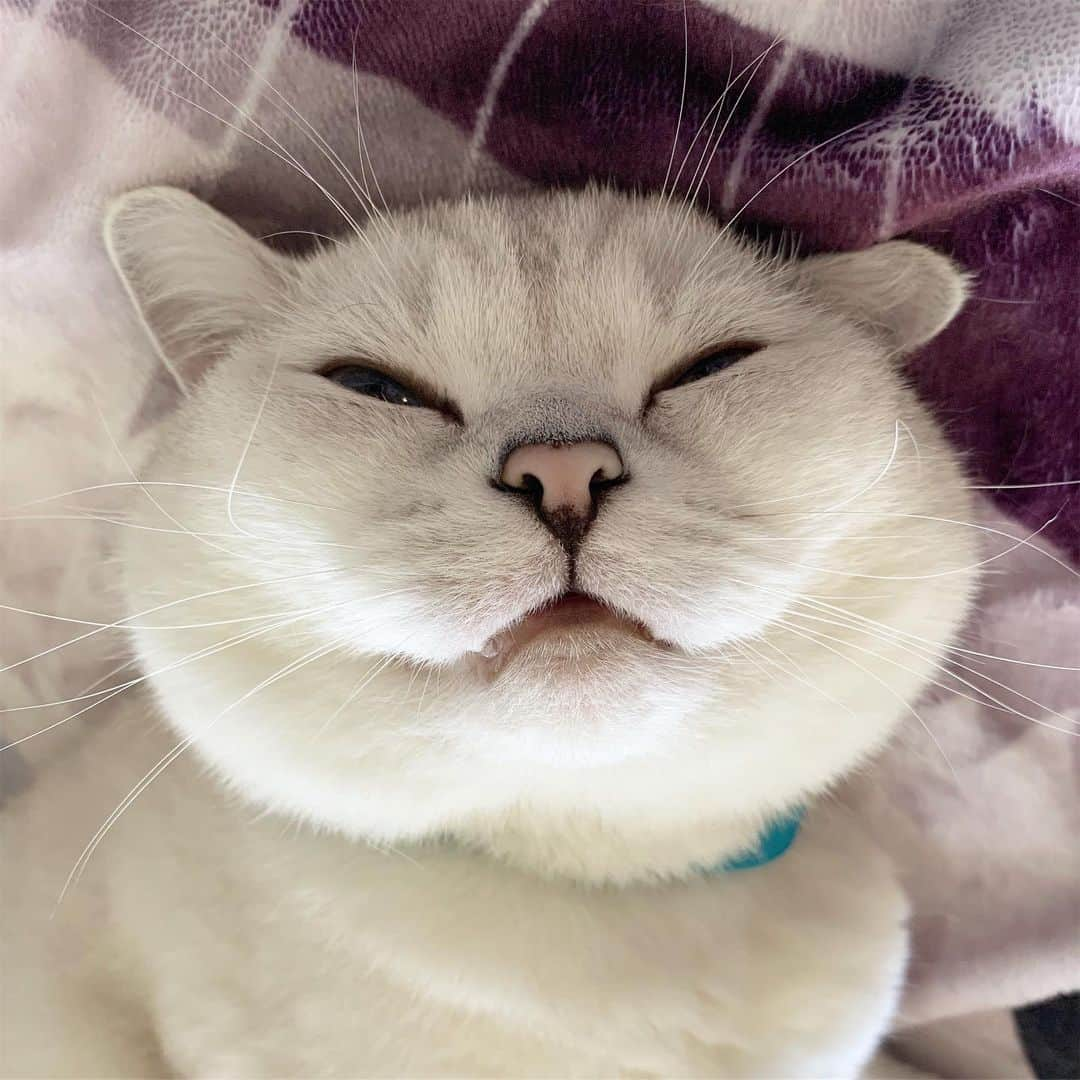 ミスター・ホワイトさんのインスタグラム写真 - (ミスター・ホワイトInstagram)「Lazy morning face ❤️ Are you a morning person?」9月19日 0時17分 - white_coffee_cat