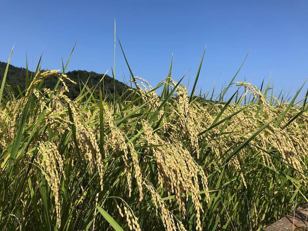 竹本健一さんのインスタグラム写真 - (竹本健一Instagram)「炊きたてのお米が一番美味しいよね。  今夜もインスタライブご視聴ありがとうございました。  あー気持ちよかったぁ。」9月19日 0時25分 - takemotokenichi